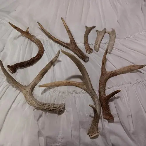 small antlers