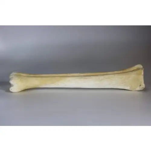 Deer Leg Bone (Bleached) Bone Spirit Rising - Deer Leg Bone