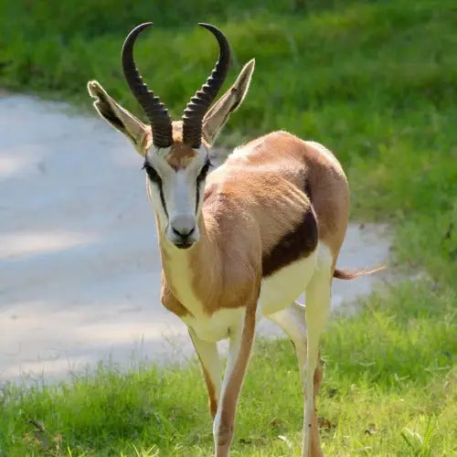 Springbok Horns (African antelope) Male or Female Horn