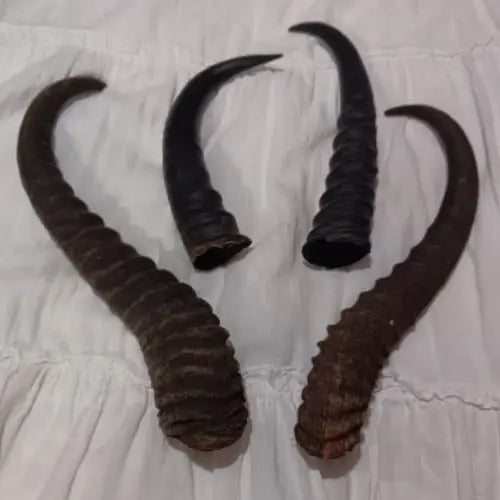 male springbok horns