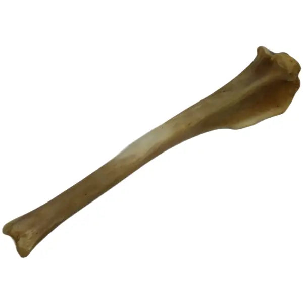 Wolf Tibia Bone (Bleached) Bone Spirit Rising Florida LLC