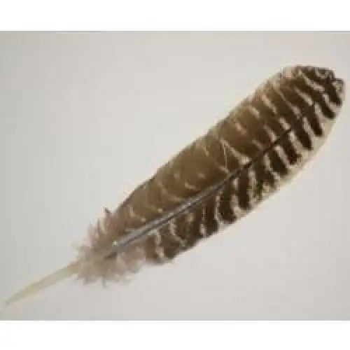 Turkey Barred Feather 10-12’ Feathers Spirit Rising -